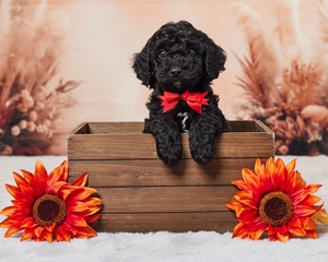 Bobby Cavapoo Puppy 